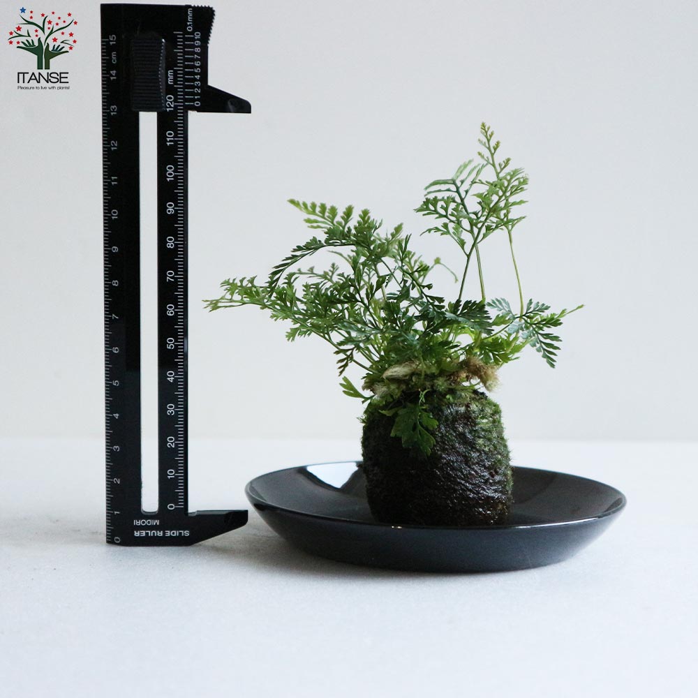 観葉植物 トキワシノブ【観葉植物2号苔玉(受け皿付き)／1個売り