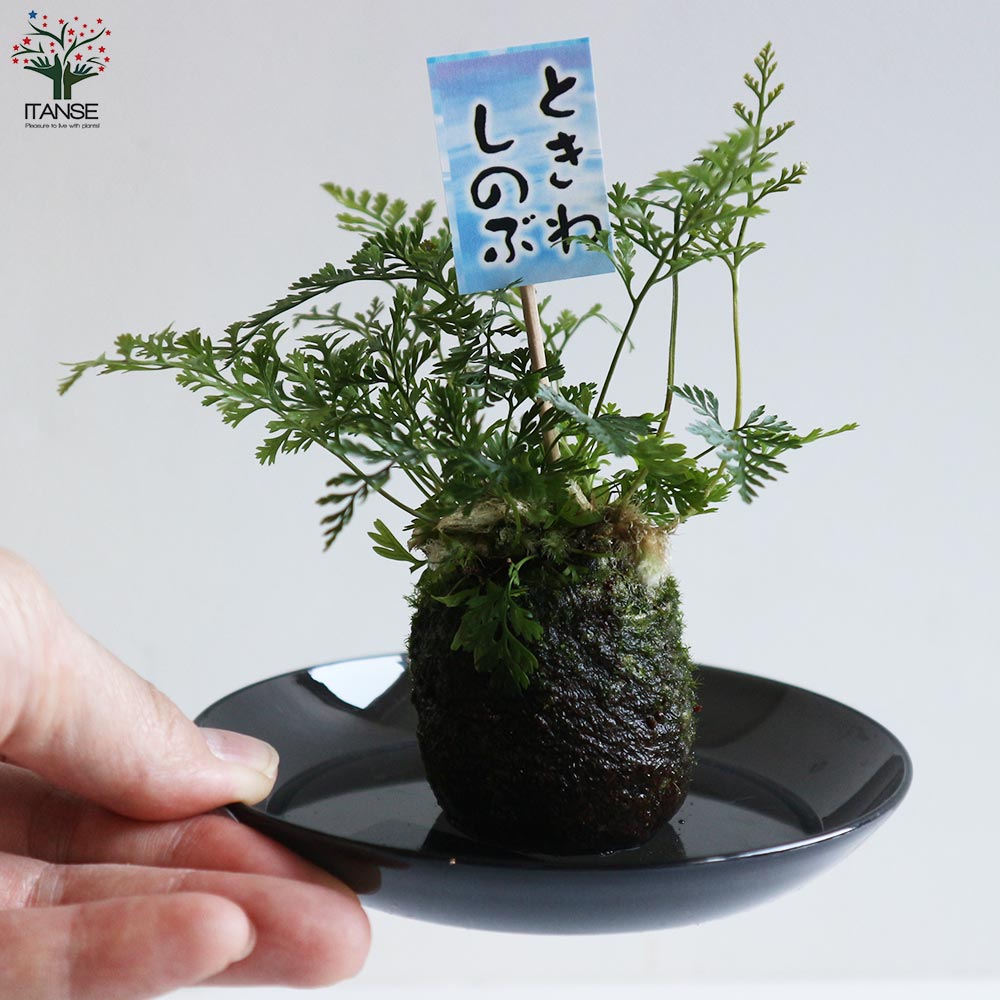 観葉植物 トキワシノブ【観葉植物2号苔玉(受け皿付き)／1個売り