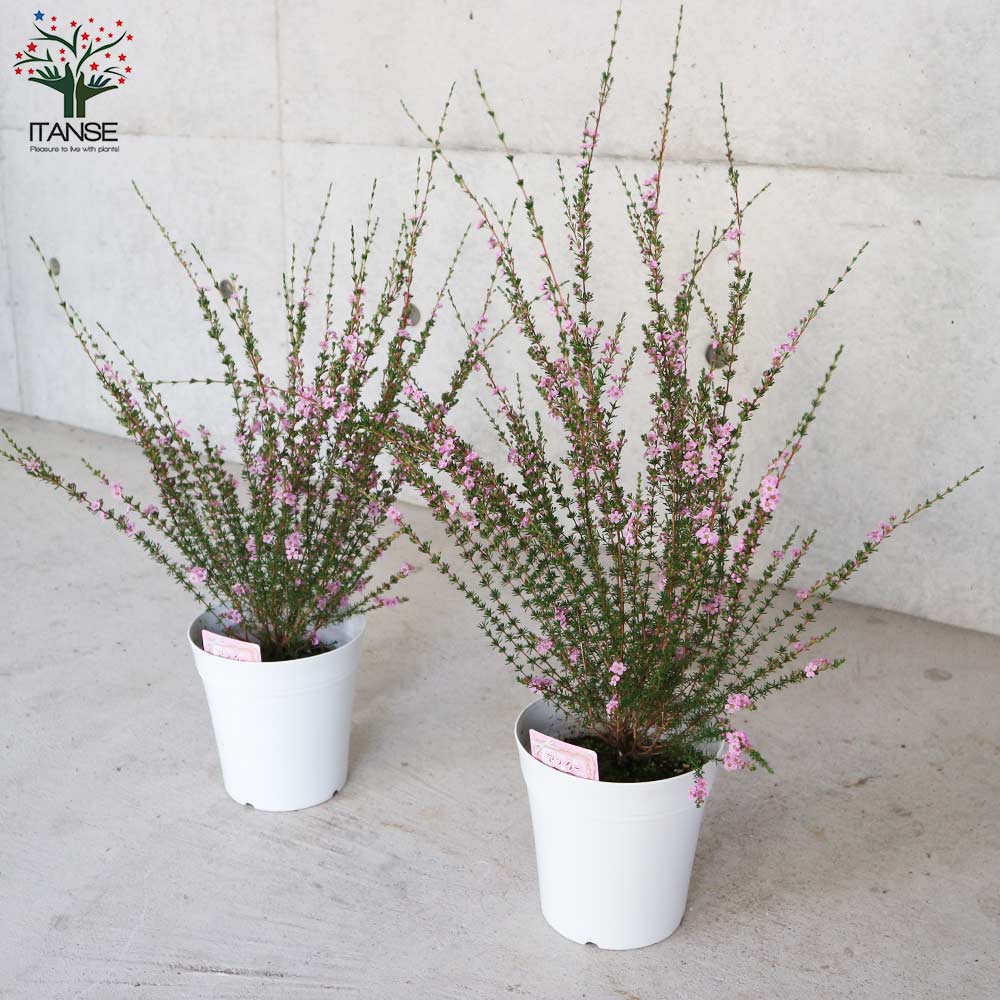 アスターティア 【花苗5号鉢／1個売り】｜ 【植物のITANSE】全品