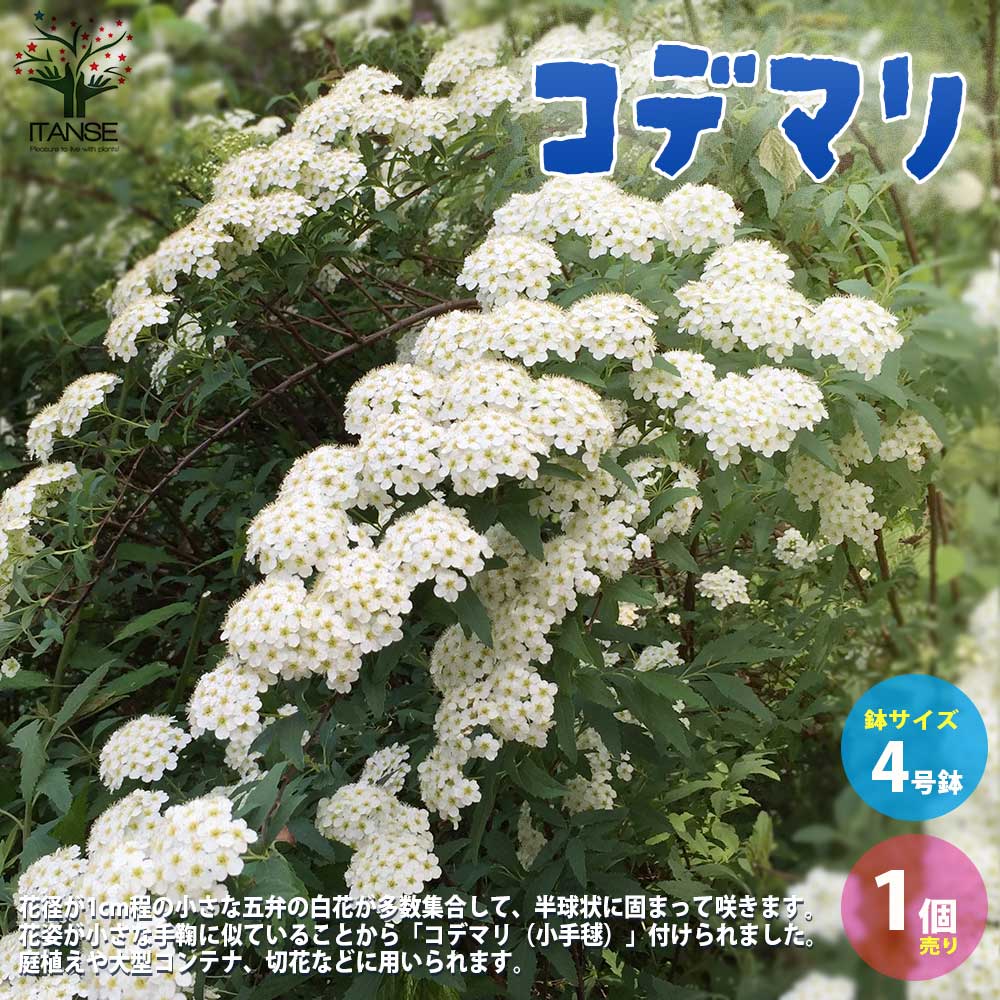 コデマリ (小手毬)【庭木 4号鉢／1個売り】