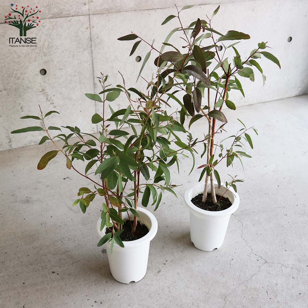 ユーカリ・リバーレッドガム(カマルドレンシス)の苗木 【庭木 6号鉢／1