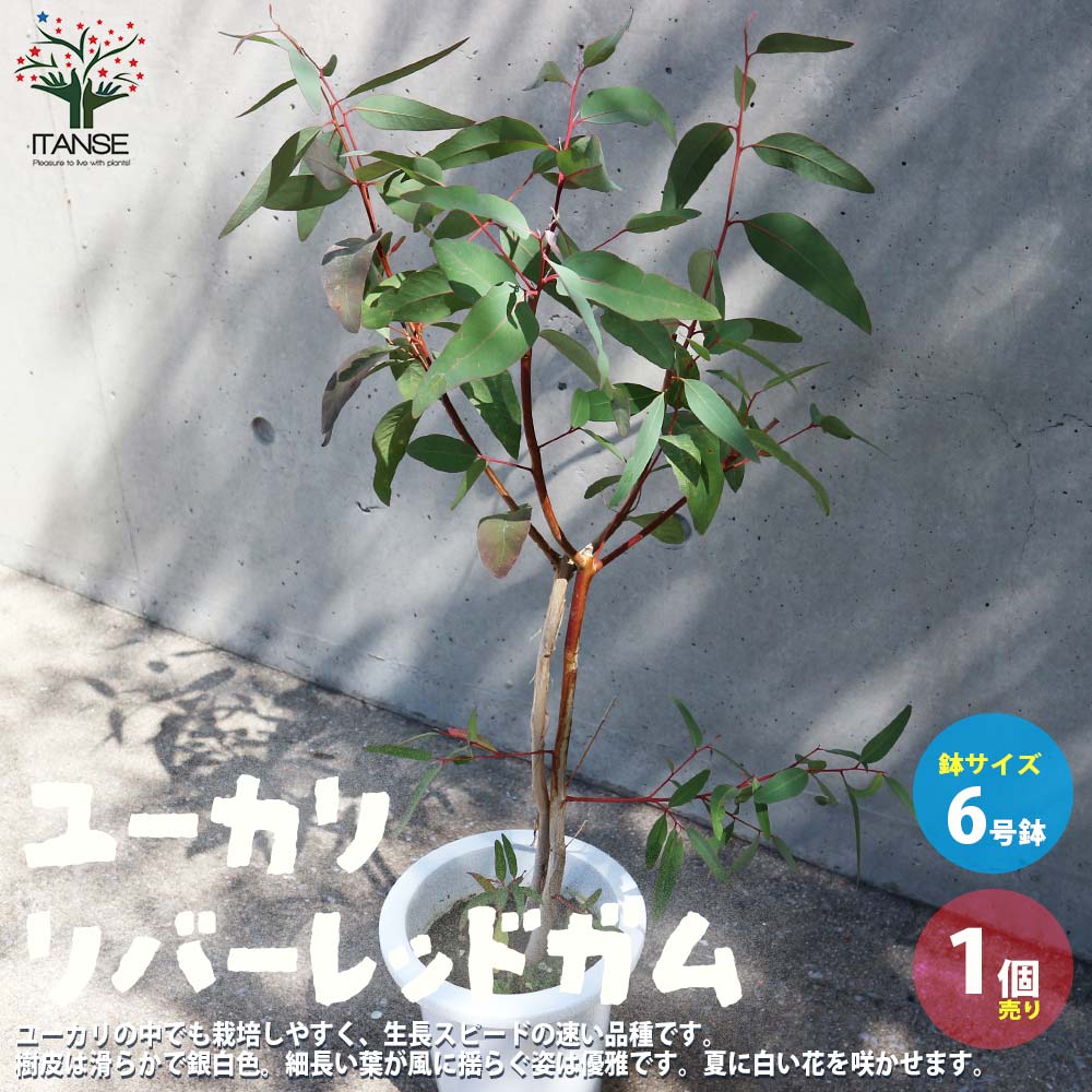 ユーカリ・リバーレッドガム(カマルドレンシス)の苗木 【庭木 6号鉢／1個売り】