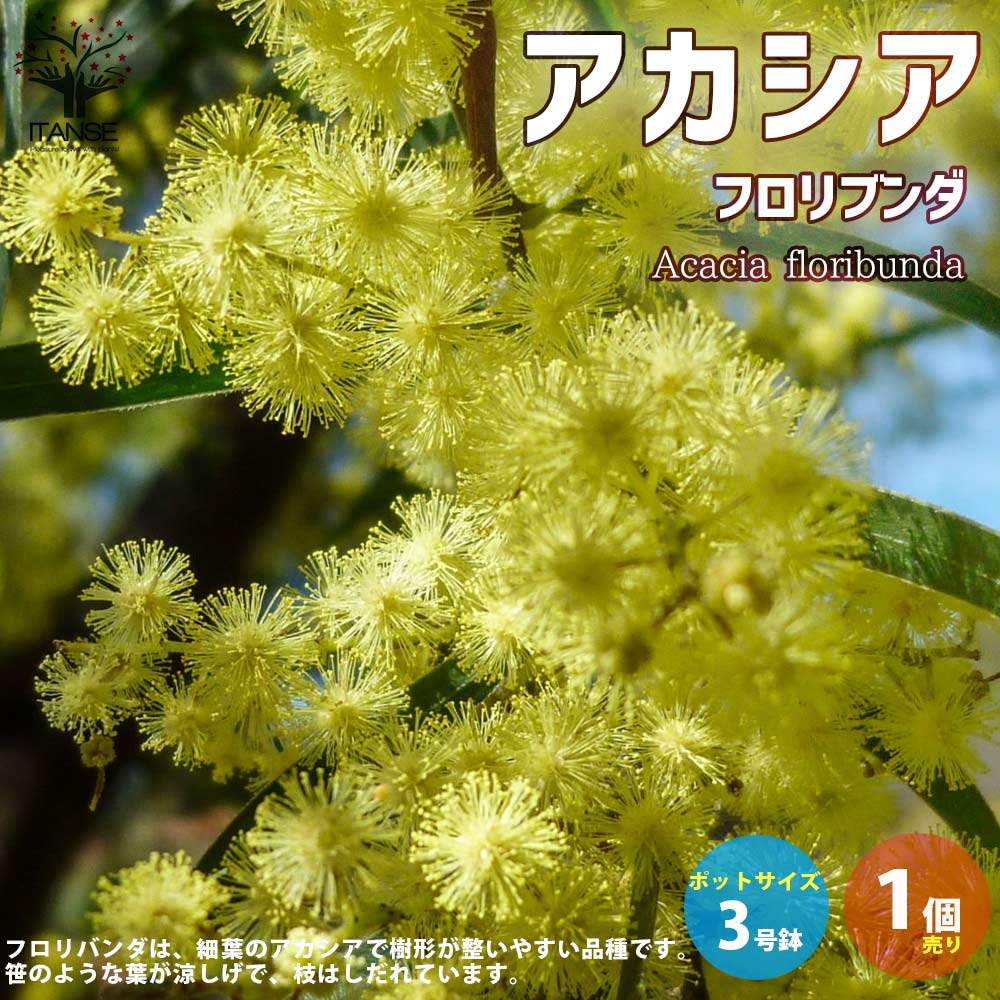 ［現品］※売約済※ 法人　割引　アカシア　フロリバンダ　8号　観葉植物　レア 現品］※売約済※ 法人 割引 アカシア フロリバンダ 8号 観葉植物