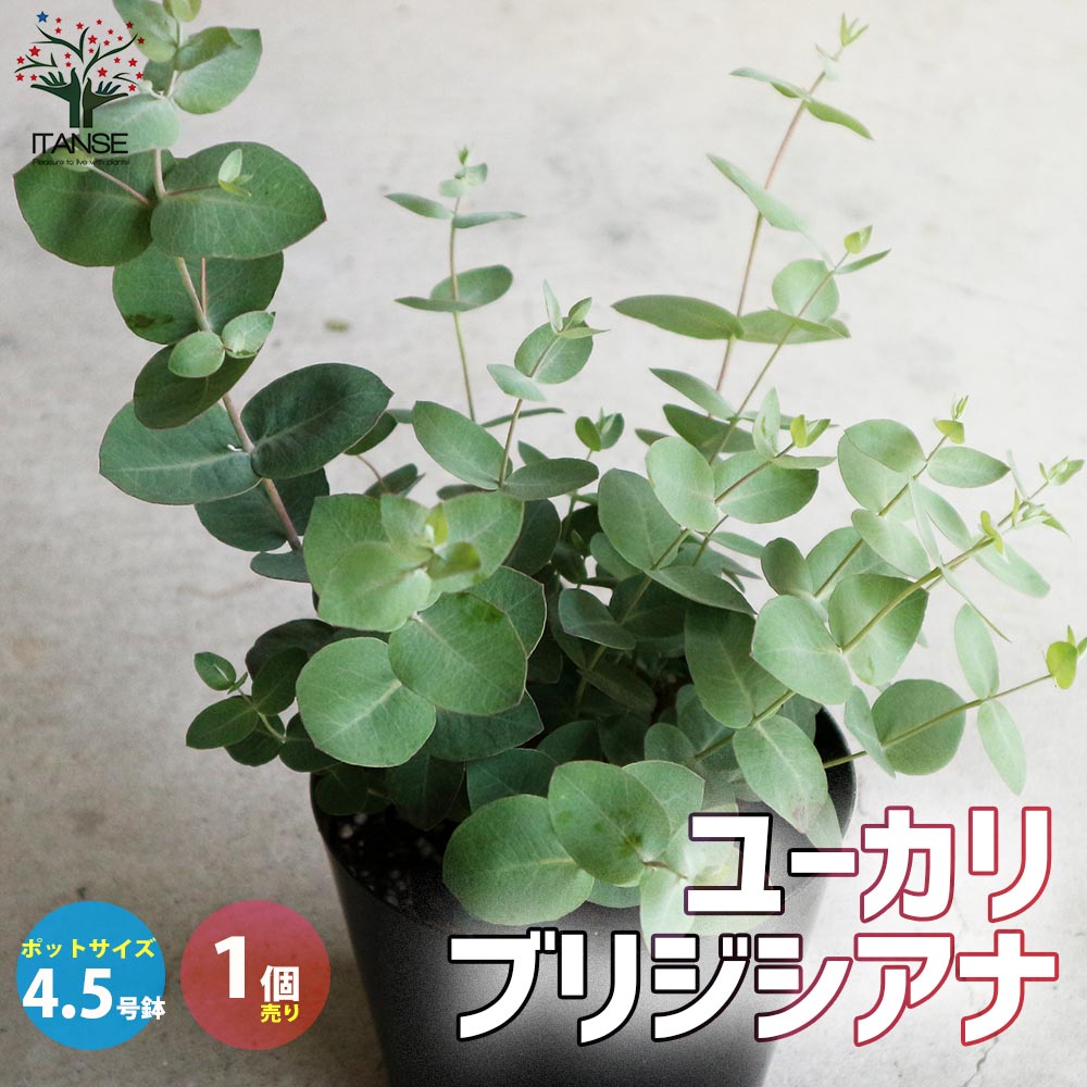 ユーカリ ブリジシアナ 【庭木 4.5号鉢 Sサイズ／1個売り】