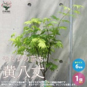モミジ(カエデ)の苗木 品種：黄八丈(キハチジョウ)【庭木 6号鉢 接木苗／1個売り】|植木・花木