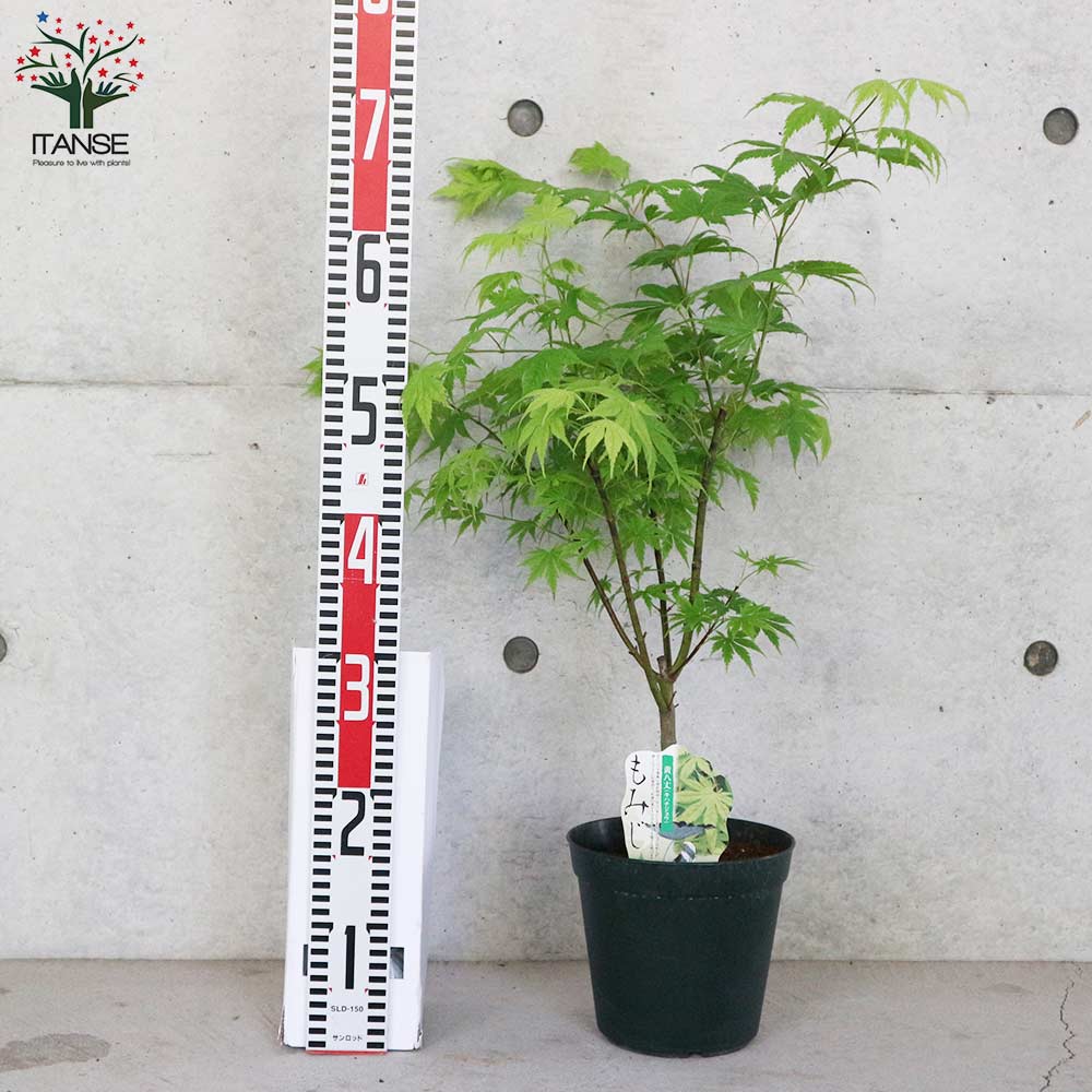 もみじコレクション9 黄八丈 接木苗 株立仕立て6号鉢 5年物 全長110cm もみじコレクション9 黄八丈 接木苗 株立仕立て6号鉢 5年物