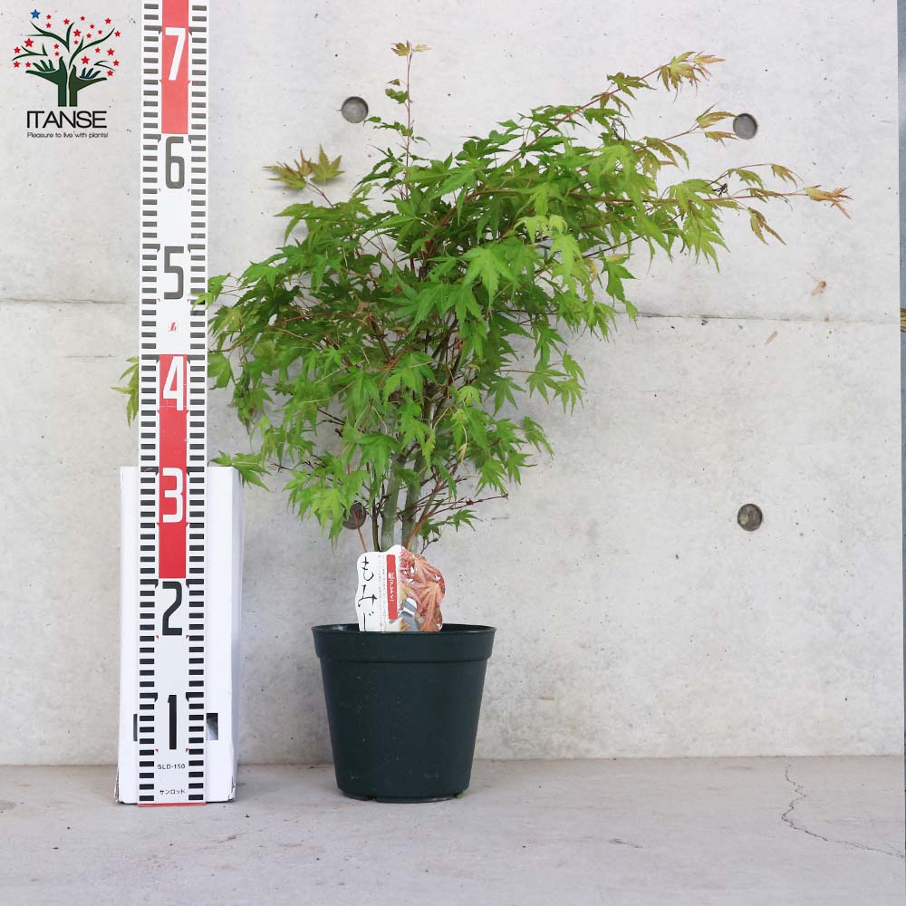 モミジ(カエデ)の苗木 品種：紅（クレナイ）【庭木 6号鉢 接木苗／1個