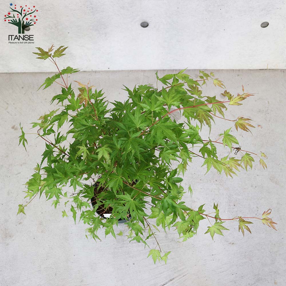 モミジ(カエデ)の苗木 品種：紅（クレナイ）【庭木 6号鉢 接木苗／1個