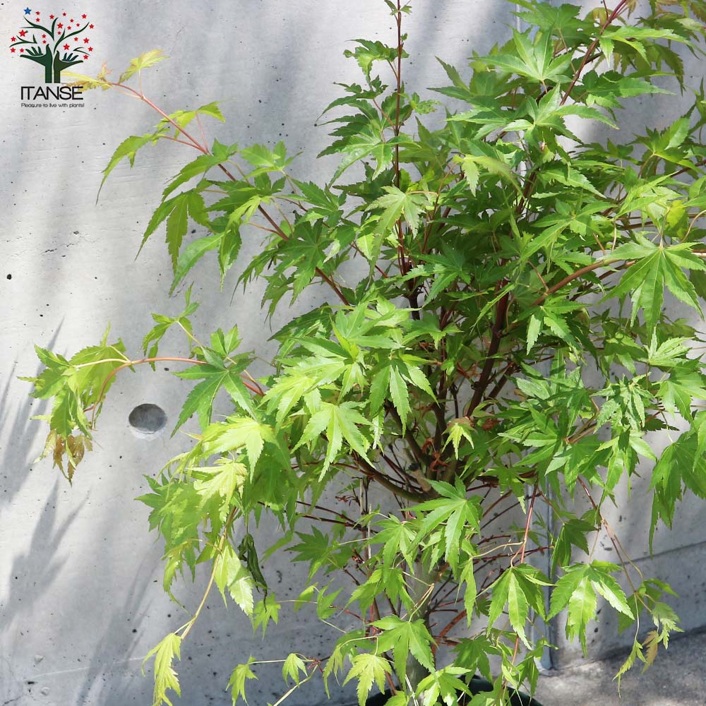 もみじ　かえで　植木　ガーデニング　直接取引　コンビニで もみじ かえで 植木 ガーデニング 直接取引 コンビニで 盆栽・庭木に