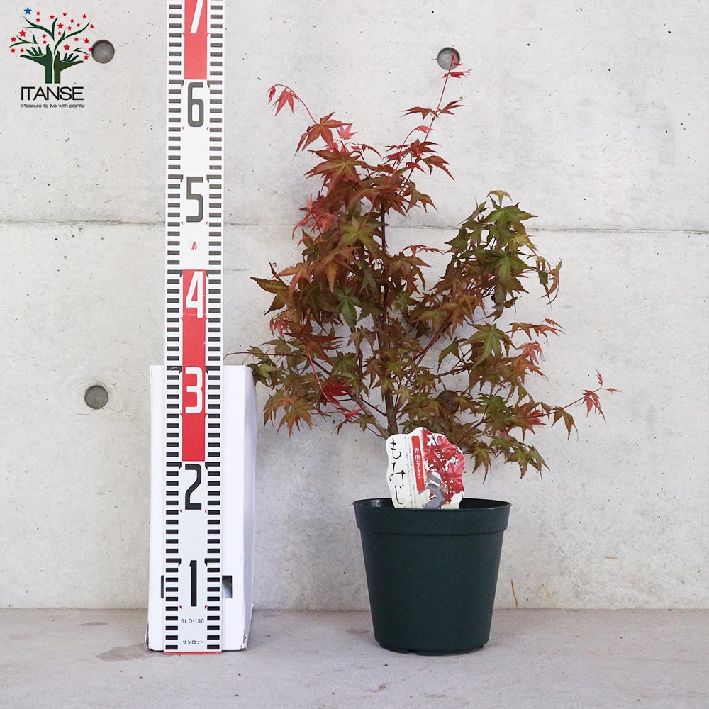 モミジ(カエデ)の苗木 品種：青崖(セイガイ)【庭木 6号鉢 接木苗／1個