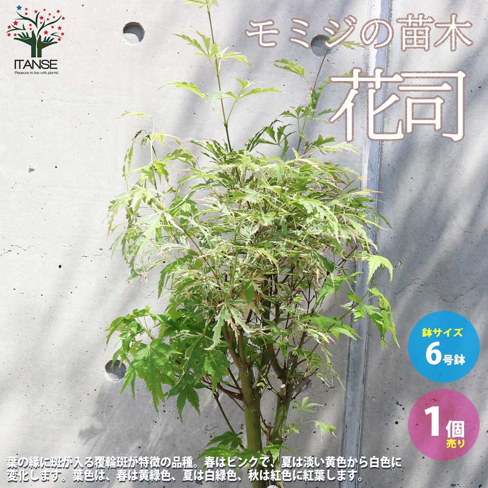 モミジ(カエデ)の苗木 品種：花司（ハナツカサ）【庭木 6号鉢 接木苗