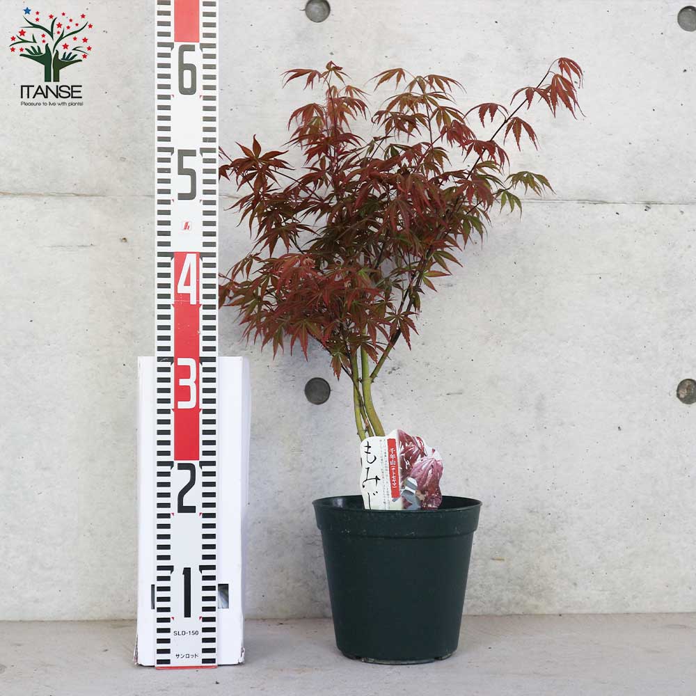 モミジ(カエデ)の苗木 品種：千年山(チトセヤマ)【庭木 6号鉢 接木苗