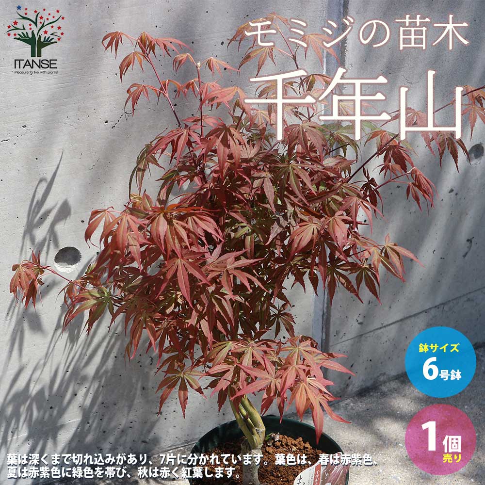 モミジ(カエデ)の苗木 品種：千年山(チトセヤマ)【庭木 6号鉢 接木苗