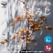 桂もみじ（カツラモミジ） 【庭木 6号鉢大苗 接木苗／1個売り】|植木・花木