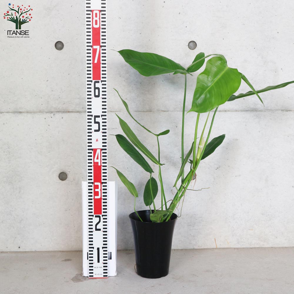 フィロデンドロン・フェンズリー 【観葉植物 5号鉢 リビングや