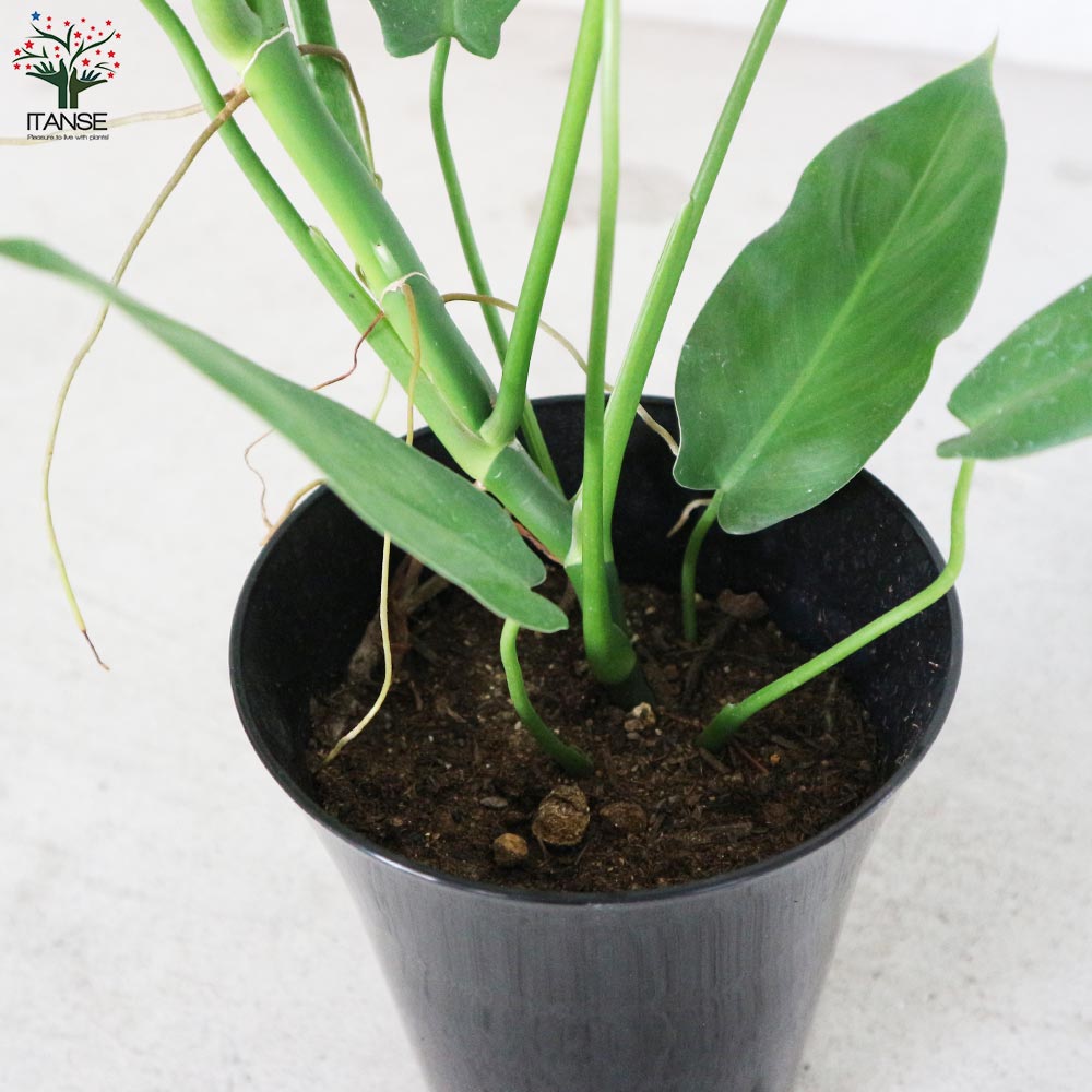 フィロデンドロン　フェンズリー フィロデンドロン・フェンズリー 【観葉植物 5号鉢 リビングやオフィス