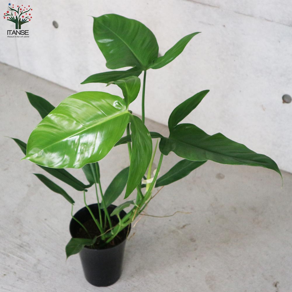 フィロデンドロン　フェンズリー Amazon｜フィロデンドロン・フェンズリー 5号鉢【品種で選べる