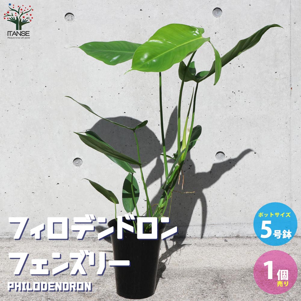 フィロデンドロン　フェンズリー フィロデンドロン・フェンズリー 【観葉植物 5号鉢 リビングやオフィス