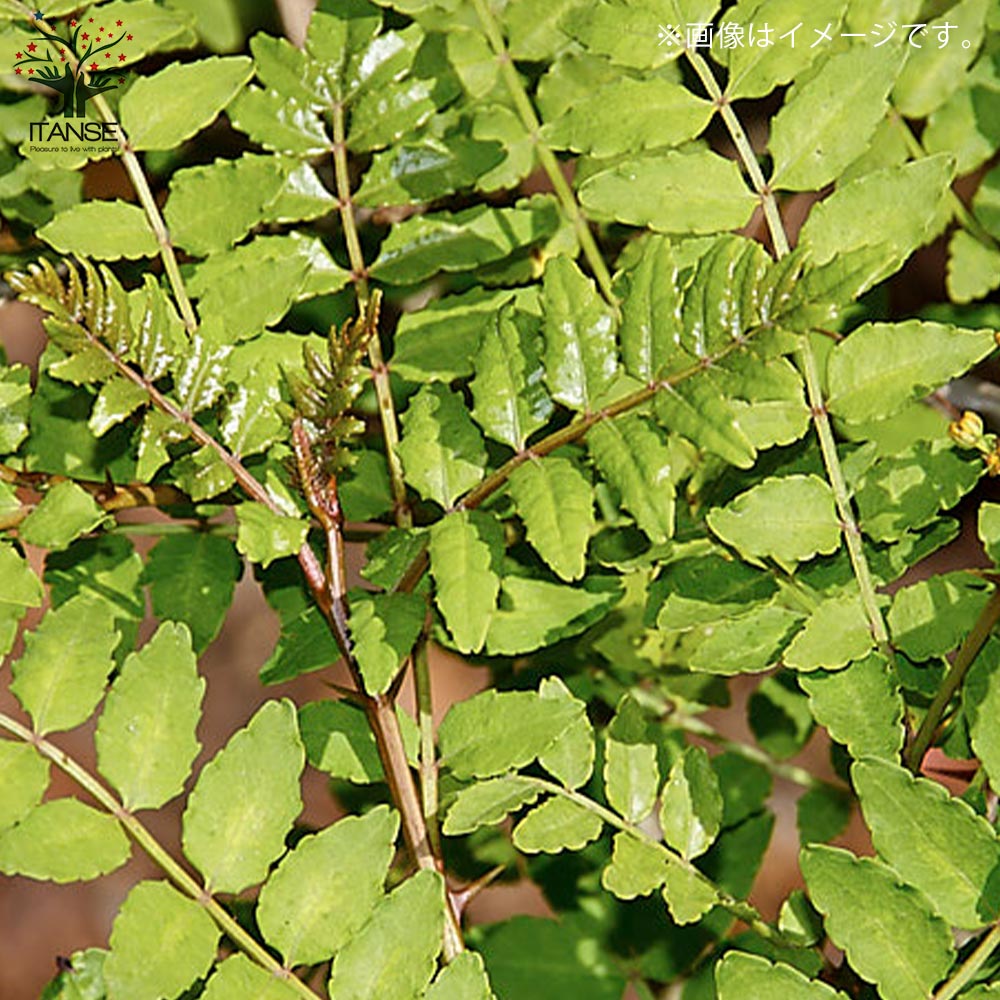 スーパー朝倉山椒(あさくらさんしょう)の苗木 【果樹の苗木 4号ロング