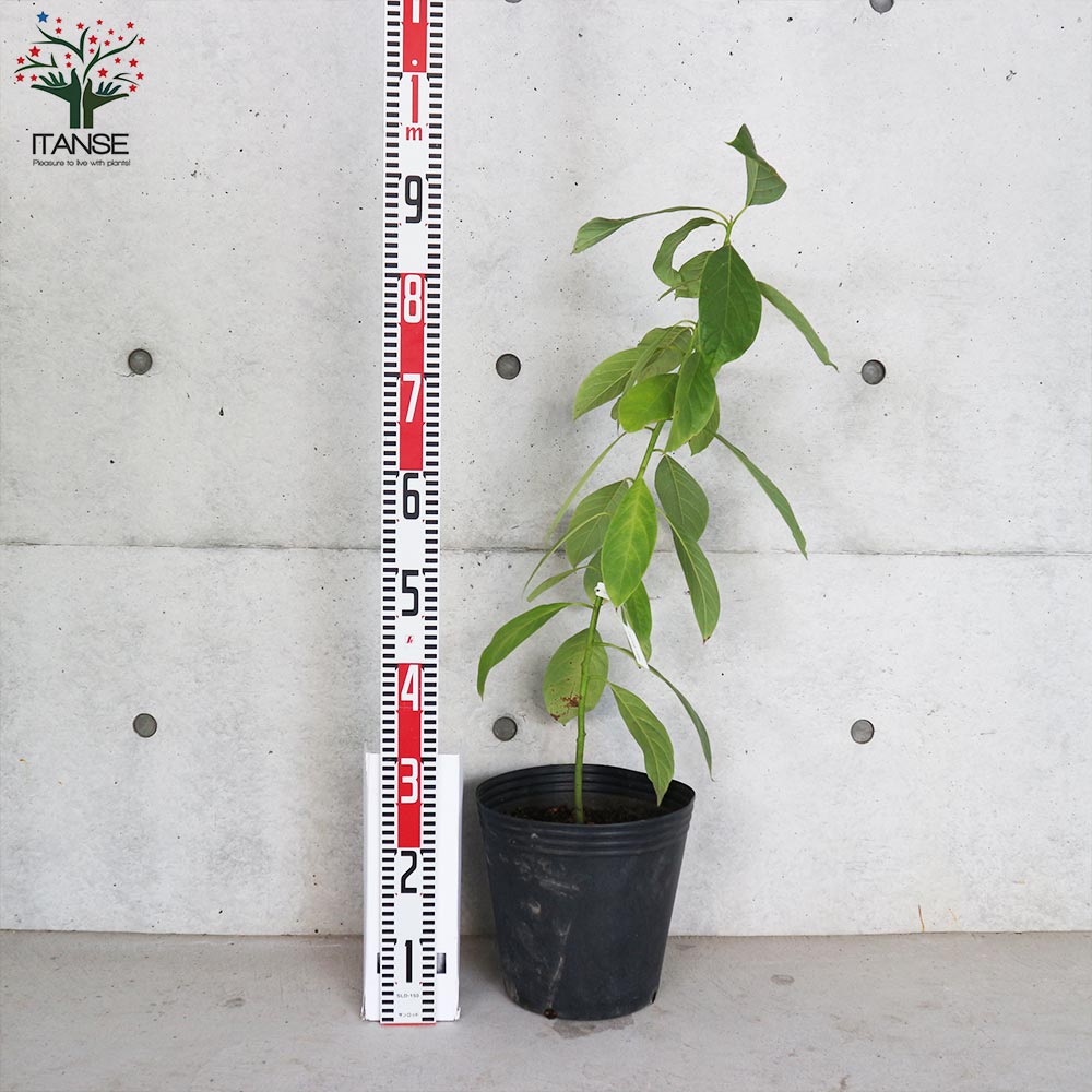 アボカドの苗 品種：Booth7(ボスセブン) 【果樹の苗木 8号ポット