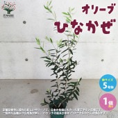 オリーブの苗木 品種：ひなかぜ【果樹の苗木 5号スリット鉢 挿し木苗／1個売り】|オリーブ|植木・花木