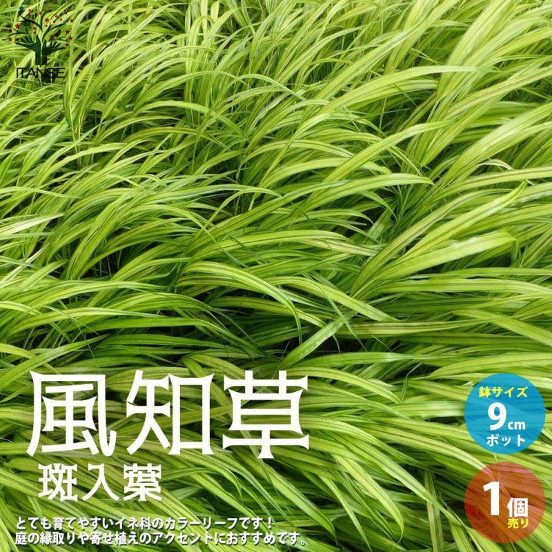 風知草(フウチソウ) 斑入 鉢色見計い 【花苗 5号鉢／1個売り