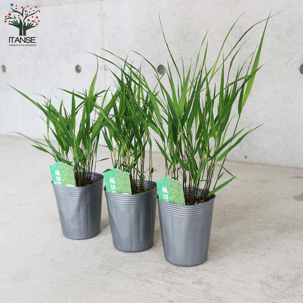 風知草(フウチソウ) 青葉【花苗 9cmポット カラーリーフ／1個売り