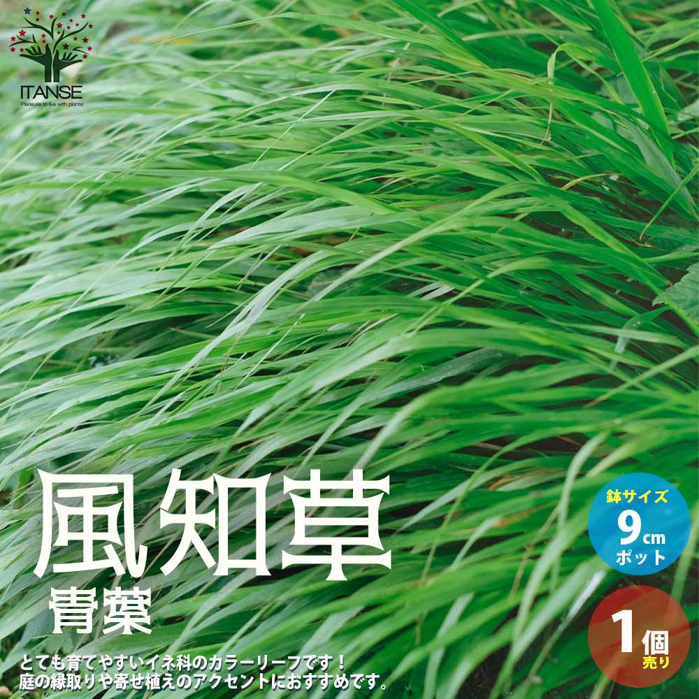風知草(フウチソウ) 青葉【花苗 9cmポット カラーリーフ／1個売り】