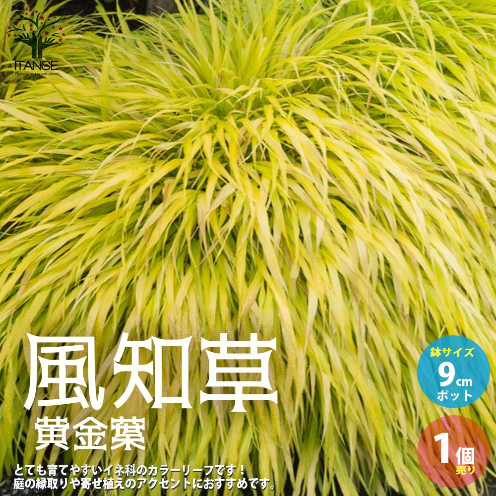 風知草(フウチソウ) 黄金葉【花苗 9cmポット カラーリーフ／1個売り】