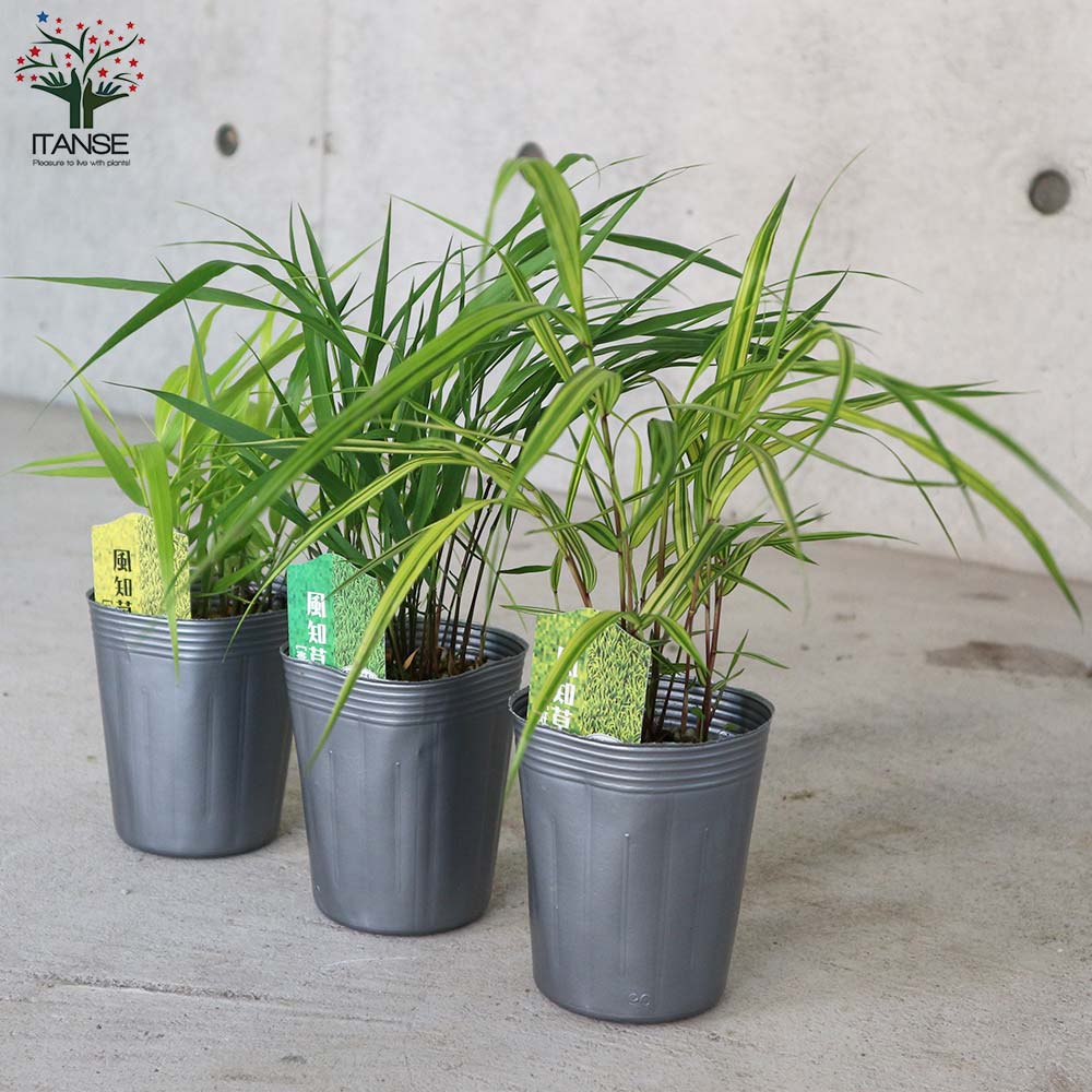 風知草(フウチソウ) 3品種(斑入り葉・青葉・黄金葉)各1個【花苗