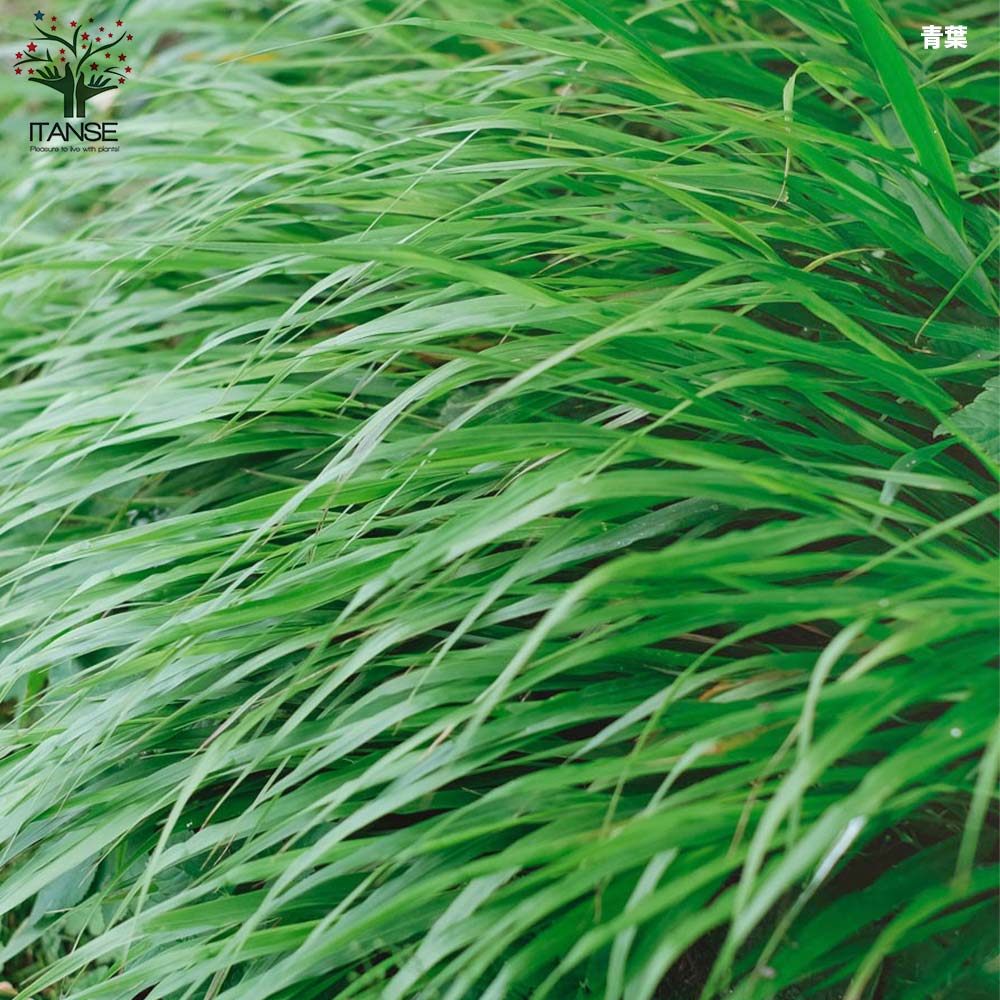 風知草(フウチソウ) 3品種(斑入り葉・青葉・黄金葉)各1個【花苗 9cm