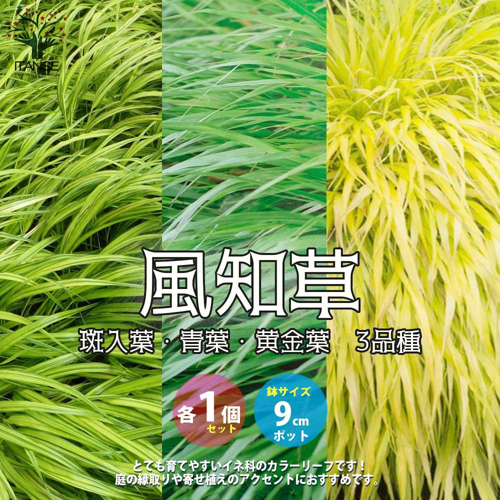 風知草(フウチソウ) 3品種(斑入り葉・青葉・黄金葉)各1個【花苗 9cmポット カラーリーフ／お買い得3個セット】