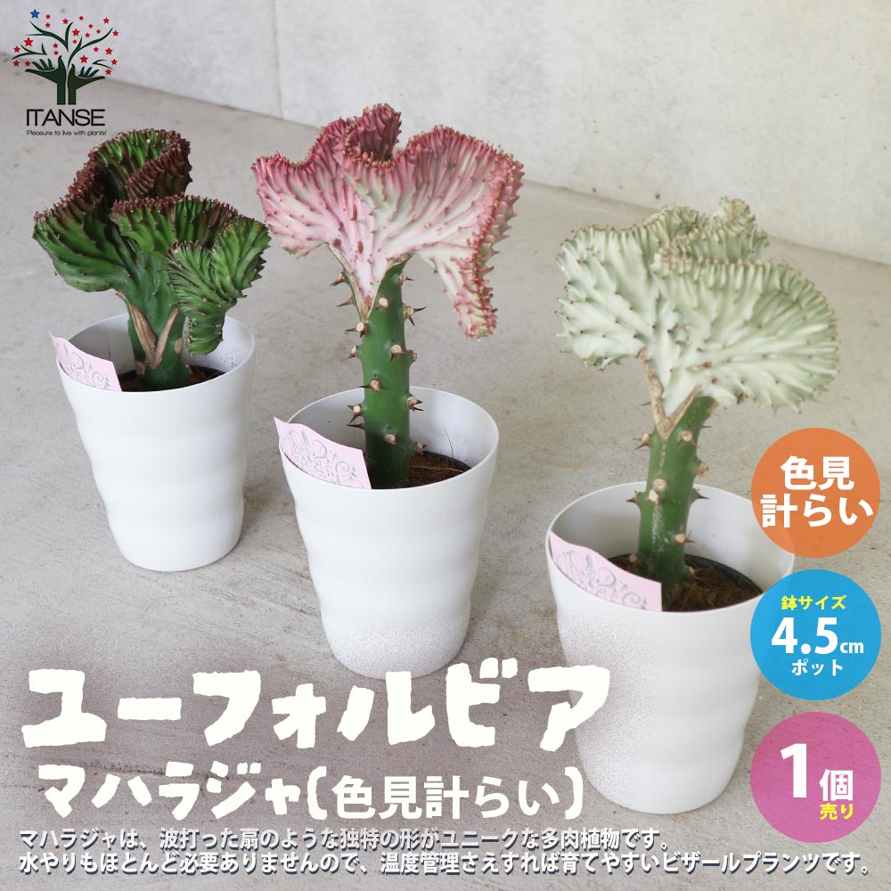 ユーフォルビア・マハラジャ(ラクテア) 【花苗 4.5号 色見計らい 多肉植物／1個売り】