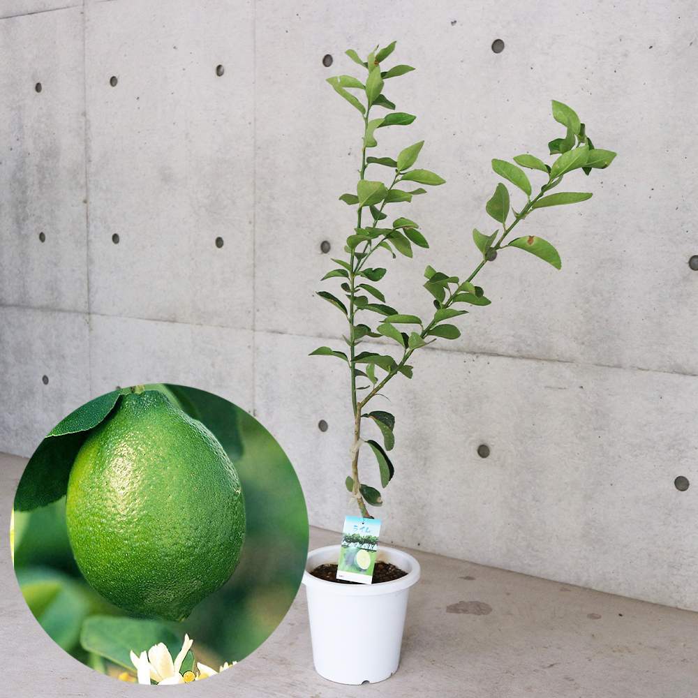 タヒチライム接木大苗 果樹 約100㌢ 宅急便. ポットごと発送 タヒチライム接木大苗 果樹 約100㌢ 宅急便. ポットごと発送