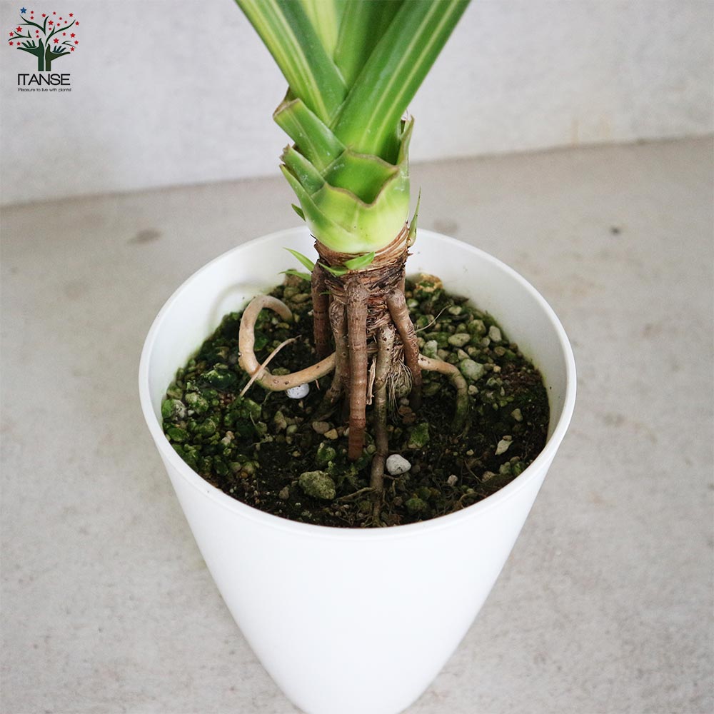 希少　パンダナス　観葉植物 タコノキ (パンダナス) 【観葉植物 7号鉢 リビングやオフィスに置き