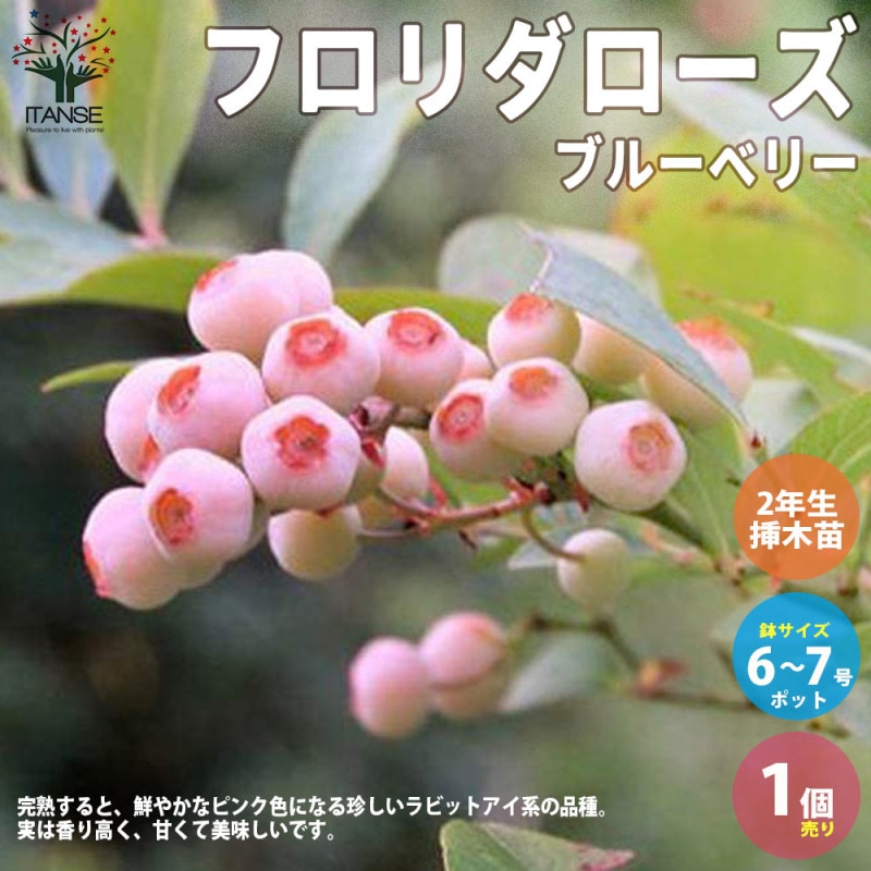 ラビットアイ系ブルーベリー フロリダローズ【果樹苗 2年生 挿し木苗
