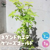西洋カエデの苗木 ネグンドカエデ ケリーズゴールド【庭木 7号鉢 庭園樹／1個売り】|植木・花木