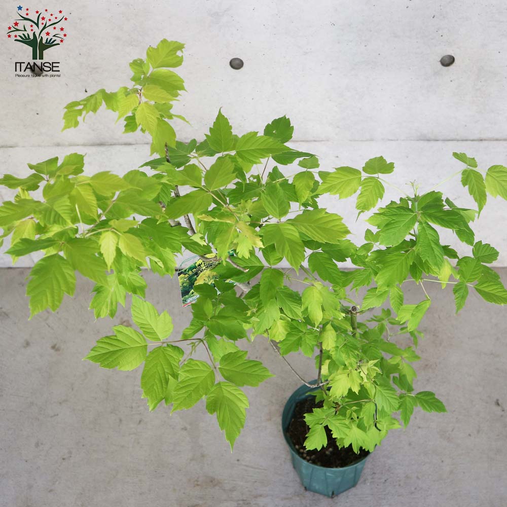 西洋カエデの苗木 ネグンドカエデ ケリーズゴールド【庭木 7号鉢 庭園