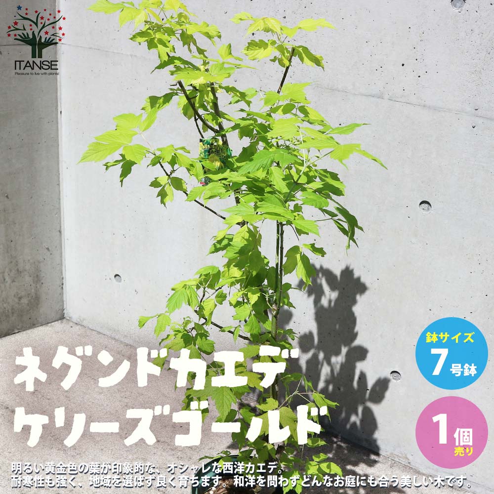 西洋カエデの苗木 ネグンドカエデ ケリーズゴールド【庭木 7号鉢 庭園