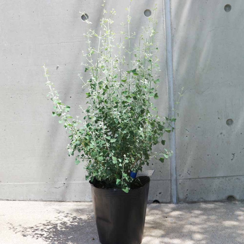 斑入り枇杷苗　特選フルーツ取木希少❗️ 斑入り枇杷苗 特選フルーツ取木希少❗️ 斑入り枇杷苗 特選