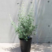 ホワイトソルトブッシュ (ラゴディアハスタータ) 【庭木 7号ポット大苗／1個売り】|植木・花木