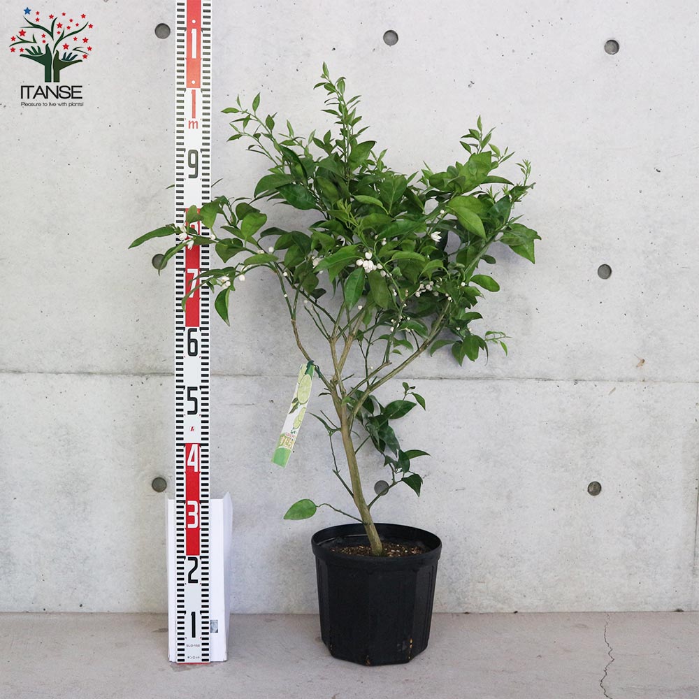 ご予約苗 イチジク ロンドボルドー 2年生 15cmポット苗 : 吉瀬園芸 - 通販