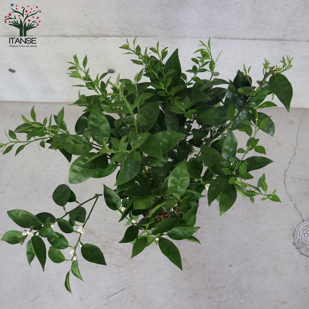 スダチの大苗 【果樹の苗木 8号スリット鉢 2年生 接木苗／1個売り