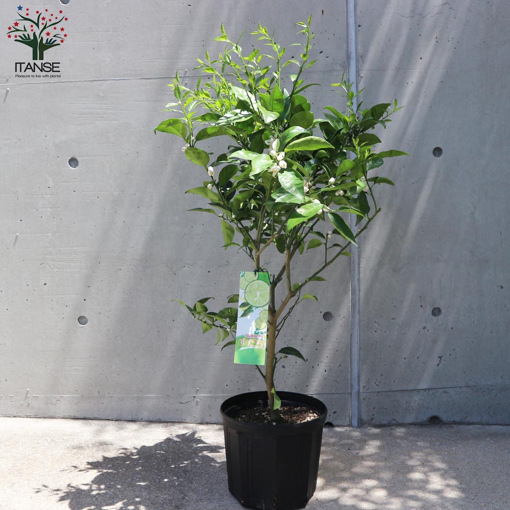 スダチの大苗 【果樹の苗木 8号スリット鉢 2年生 接木苗／1個売り