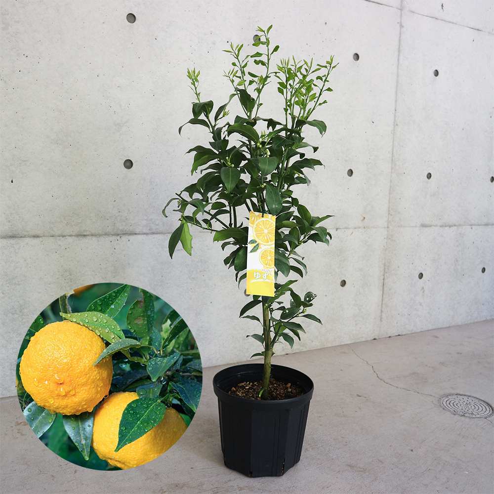 ゆゆ様 ~8/1 ゆゆ様 ~8/1 ツナミノユウ (@tsunaminozazen) / X