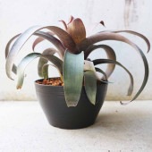 フリーセア・サンデルシー【観葉植物 6号鉢／1個売り】|観葉植物