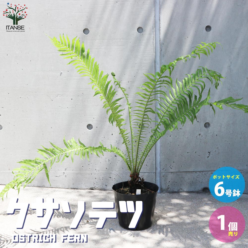 クサソテツ (コゴミ) 【観葉植物 6号ポット苗 (山菜)／1個売り】