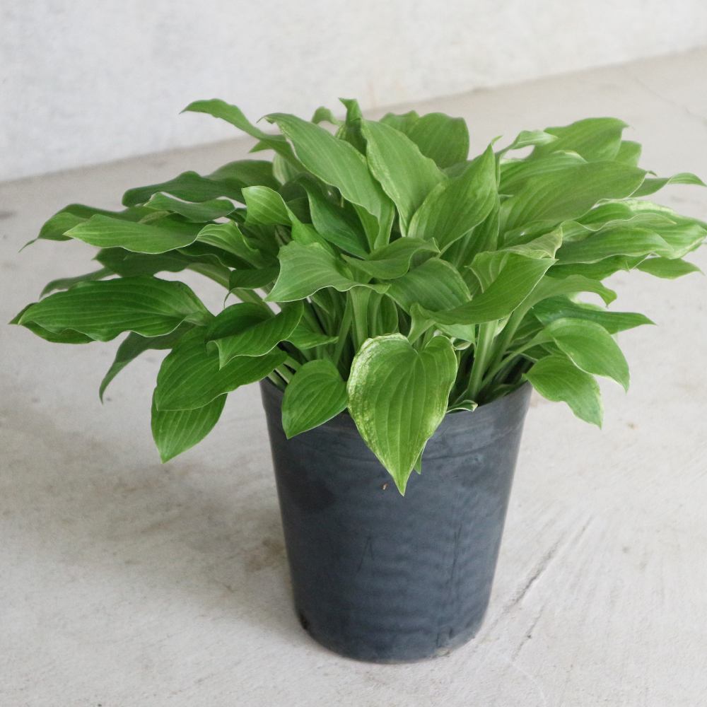 ホスタ・アルボマルギナータ【庭木 6号ポット 宿根草／1個売り】