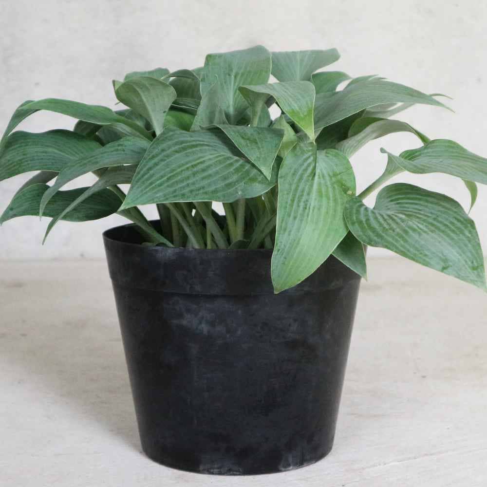 ホスタ・ハルシオン【庭木 6号ポット 宿根草／1個売り】