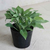 ホスタ・パラダイスジョイ【庭木 6号ポット 宿根草／1個売り】|植木・花木